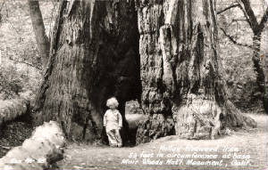 muir_woods_hollow_redwood_tree_rppc.jpg