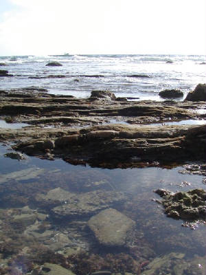 tidepool1-m.jpg