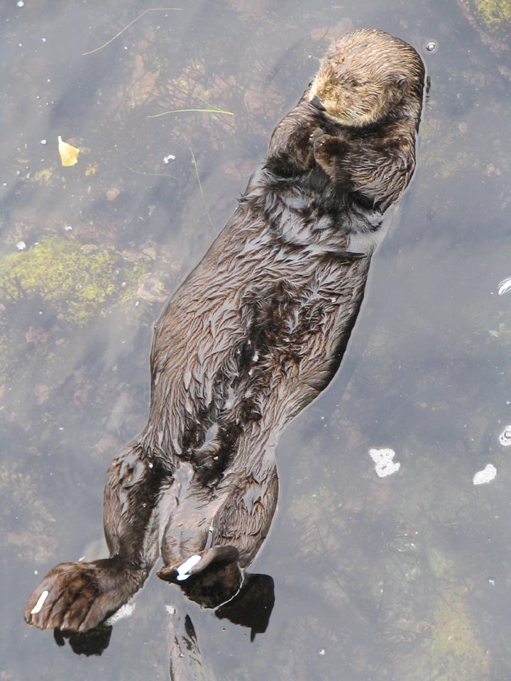 santacruzyotter.jpg