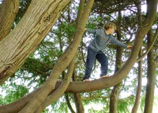 wildertreeclimb230.jpg
